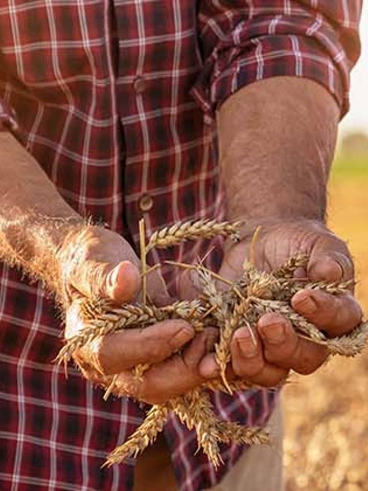 Un hombre empleando métodos de agricultura sostenible